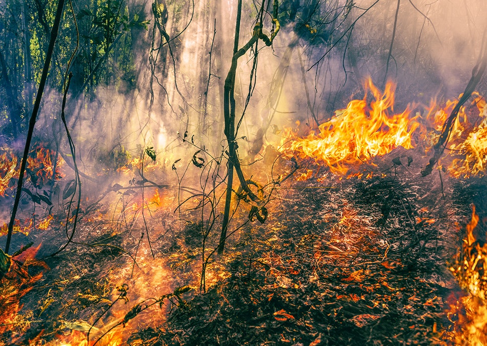 Floods, fire, COVID-19 and business losses